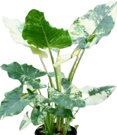 Variegated Albo